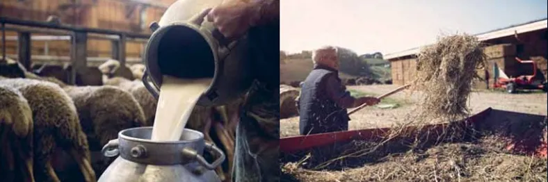 Travail à la ferme chez un producteur partenaire Salcis